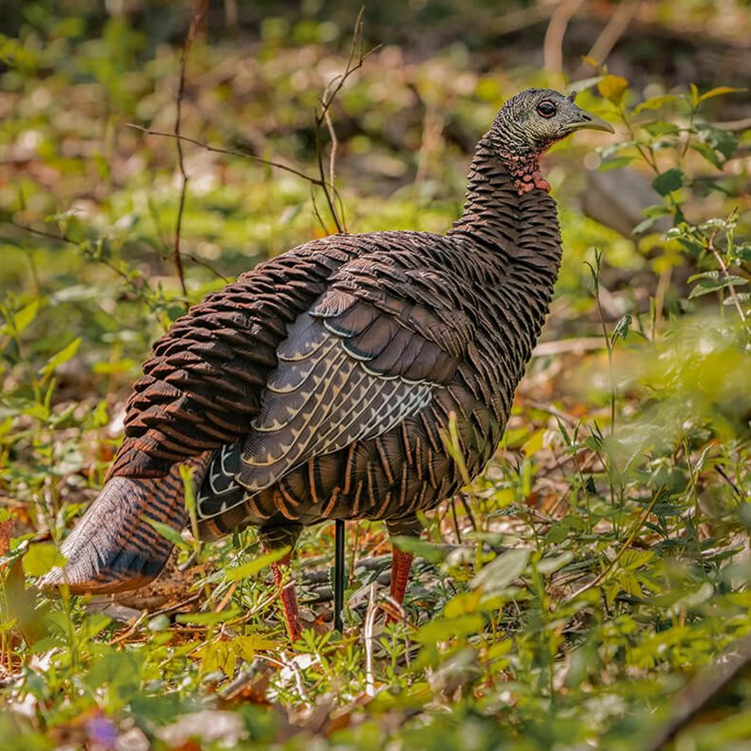 Avian-X Turkey Decoy HDR Hen Breeder, Lookout AVX8106 - Image 4