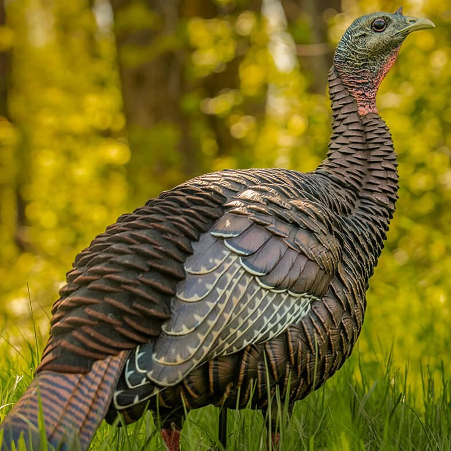 Avian-X Turkey Decoy HDR Hen Breeder, Lookout AVX8106 - Image 3
