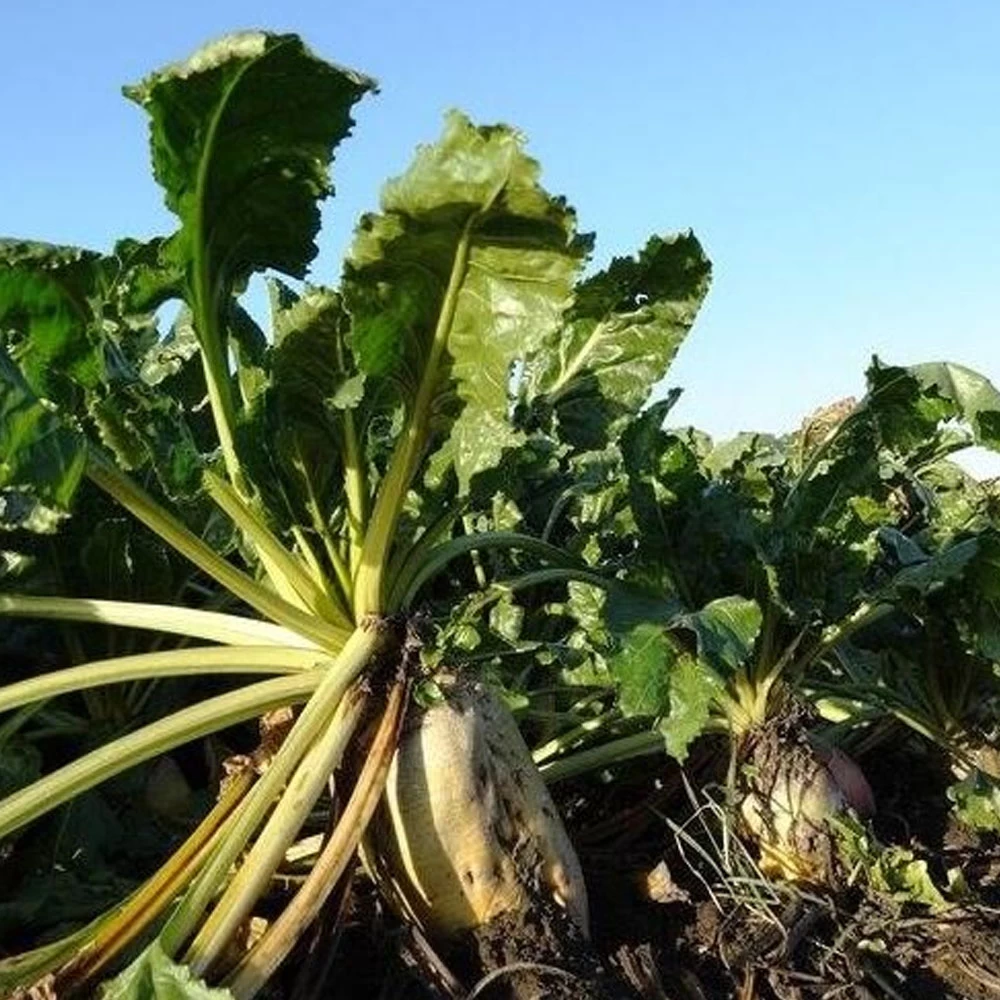 Domain Outdoor Food Plot Seed Beet Down 2lb Jug (Plants 1/4 ACRE) - Image 2