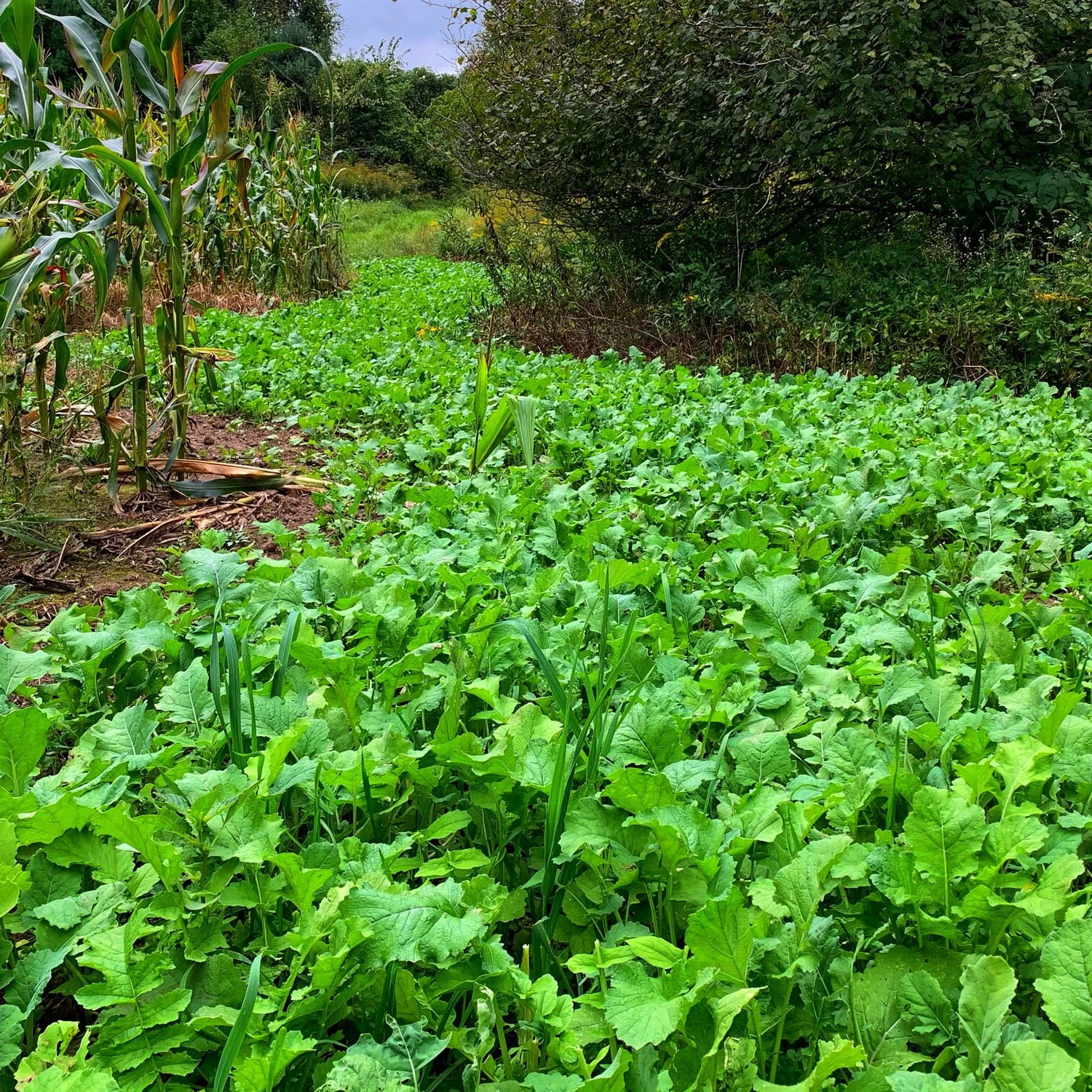 Domain Outdoor Food Plot Seed Sugar Momma 3.25lb Jug (Plants 1/2 ACRE) - Image 2