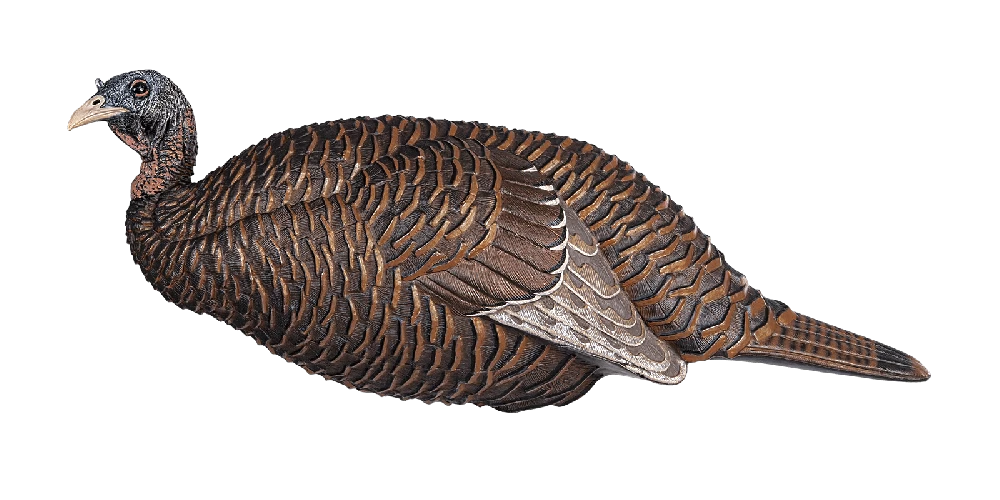 Flextone Thunder Chick Breeder Turkey Decoy FLXDY331