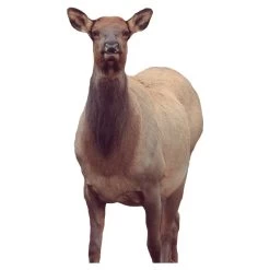 Montana Decoy Company Eichler Cow Elk