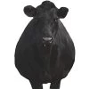 Montana Decoy Company Bessie Moo Cow 0081